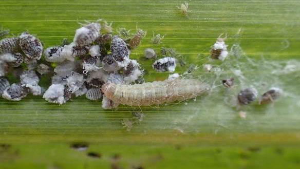 図7：マエウスジロマダラメイガの幼虫（天敵）（写真提供：沖縄県病害虫防除技術センター）