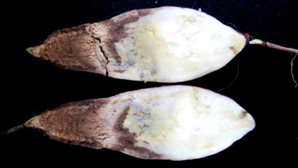 塊根の断面（左が成り首側）（写真提供：和歌山県農作物病害虫防除所）