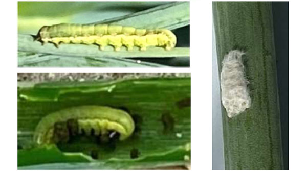 シロイチモジヨトウ幼虫（左の2枚）、シロイチモジヨトウ卵塊（写真提供：京都府病害虫防除所）