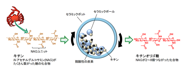 カニ殻からキチンオリゴ糖を作るスキーム