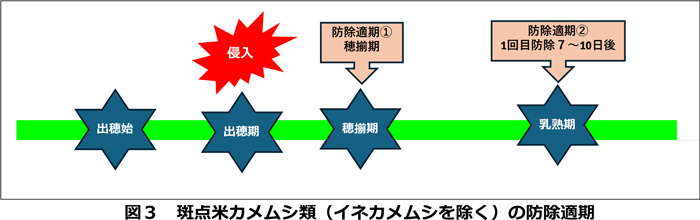 図3：斑点米カメムシ類（イネカメムシを除く）の防除適期