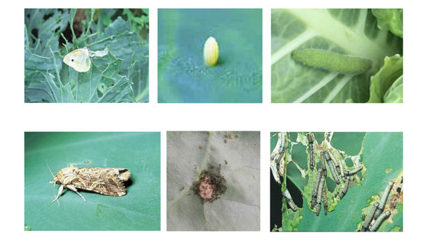 左上：モンシロチョウ（成虫）（写真提供：沖縄県植物防疫協会）、 上中：モンシロチョウ（卵）（写真提供：沖縄県植物防疫協会）、 右上：モンシロチョウ（幼虫）（写真提供：沖縄県病害虫防除技術センター）、 左下：ハスモンヨトウ（成虫）（写真提供：沖縄県植物防疫協会）、 下中：ハスモンヨトウ（卵塊とふ化した幼虫）（写真提供：沖縄県病害虫防除技術センター）、 右下：ハスモンヨトウ（幼虫）（写真提供：沖縄県植物防疫協会）