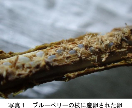 写真1：ブルーベリーの枝に産卵された卵（提供：千葉県農林総合研究センター病害虫防除課）