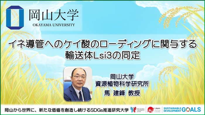 イネ導管へのケイ酸のローディングに関与する輸送体Lsi3の同定　岡山大学