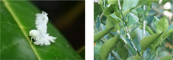 左から、写真2：幼虫、写真3：産卵痕（提供：兵庫県病害虫防除所）