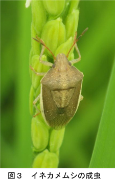図3：イネカメムシの成虫（提供：岐阜県病害虫防除所）