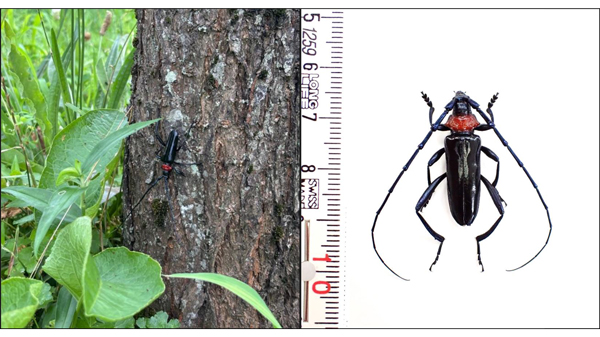 【特殊報】クビアカツヤカミキリ　県内で初めて確認　滋賀県.jpg