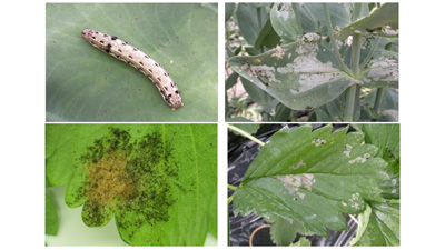 野菜類・花き類にハスモンヨトウ　浜通りで多発のおそれ　福島県s.jpg