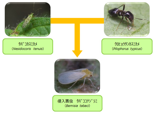 タバココナジラミ（下）を捕食する天敵（高知県農業情報サイト「こうち農業ネット」から）