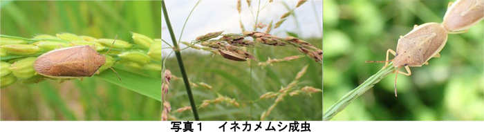 写真1：イネカメムシ成虫。稲穂上（左）、セイバンモロコシ上（中央）、メヒシバ上（右）（提供：栃木県農業総合研究センター）