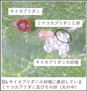 ミヤコカブリダニは卵が食べられそうな時だけ托卵　托卵の起源の解明へ　千葉大学