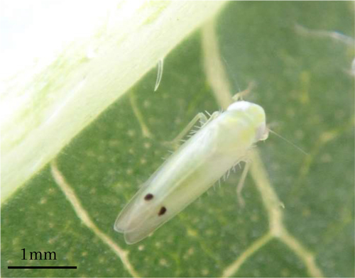 フタテンミドリヒメヨコバイ（成虫）（写真提供：沖縄県病害虫防除技術センター）