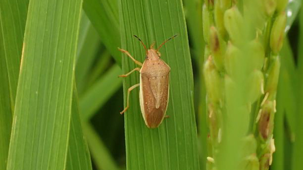 イネカメムシ成虫（写真提供：高知県病害虫防除所）