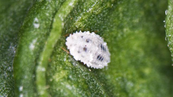 図1：クロテンコナカイガラムシ雌成虫（写真提供：熊本県病害虫防除所）