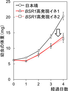 BSR1遺伝子を強く働かせたイネBSR1高発現イネ）のヨトウ虫抵抗性