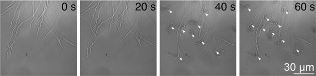 図1 青色光照射による花粉管破裂誘導 野生型シロイヌナズナの花粉管に対して青色光照射を開始してからの継時変化。矢尻は破裂した花粉管を示す。1 分以内に約半数という高い効率で花粉管破裂を誘導できた。