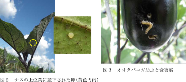 図2：ナスの上位葉に産下された卵（黄色円内）と図3：オオタバコガ幼虫と食害痕（提供：徳島県）