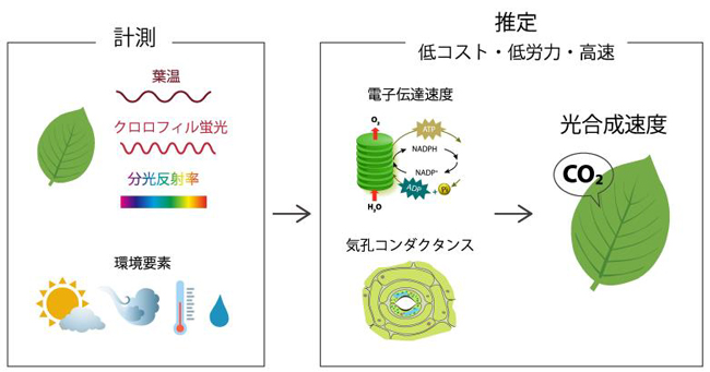 葉の光合成速度の低コスト・低労力・高速推定法を開発　農研機構.jpg
