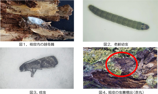 図1：樹皮内の越冬繭、図2：老齢幼虫、図3：成虫、図4：粗皮の虫糞噴出（赤丸）（提供：島根県病害虫防除所）