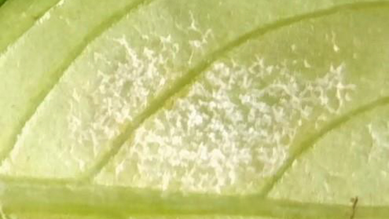 葉裏に生じた白色のかび（写真提供：千葉県農林総合研究センター）
