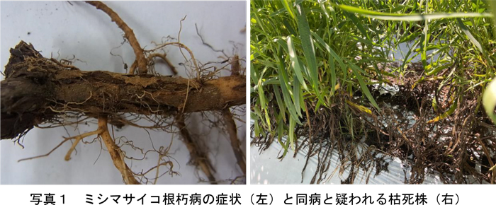 写真1：ミシマサイコ根朽病の症状（左）と同病と疑われる枯死株（提供：熊本県病害虫防除所）