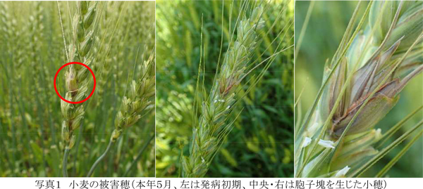 写真1：小麦の被害穂（5月、左は発病初期、中央・右は胞子塊を生じた小穂）（提供：埼玉県病害虫防除所）