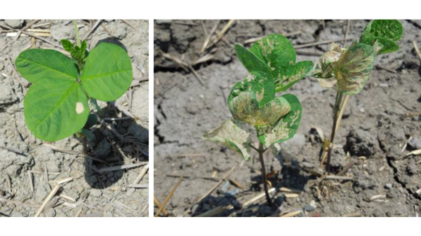 【注意報】大豆、野菜類などにハスモンヨトウ　県下全域で多発のおそれ　岐阜県.jpg