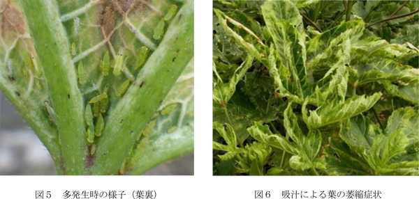 図5：多発生時の様子（葉裏）と図6：吸汁による葉の萎縮症状（提供：沖縄県病害虫防除技術センター）