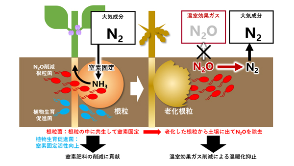 根粒菌SG09株、ヘルパー微生物OFT2株を組み合わせたダイズ栽培モデル