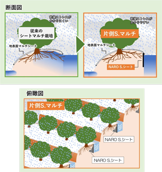 図1：片側S.マルチを利用したときの降雨時の水の浸透イメージ