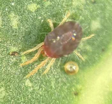 図3：シュレイツメハダニの雌成虫と卵（提供：沖縄県病害虫防除技術センター）