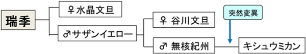 図：瑞季の系譜（提供：広島県立総合技術研究所農業技術センター）