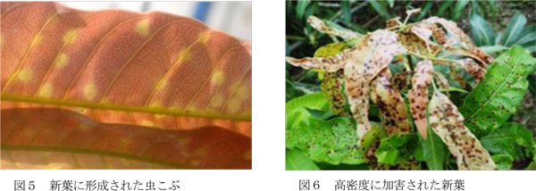 図5：新葉に形成された虫こぶと図6：高密度に加害された新葉（提供：沖縄県病害虫防除技術センター）