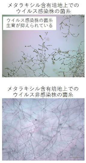 マイコウイルスに感染した植物病原菌　特定の農薬に弱くなると判明　大阪公立大