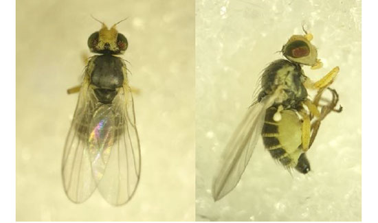 【特殊報】ネギハモグリバエB系統　県内で初めて確認　石川県