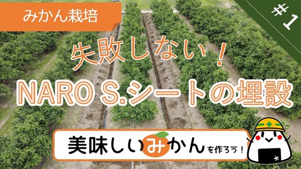 甘くて美味しいみかんを作る切り札「NARO S.マルチ」紹介動画を公開　農研機構