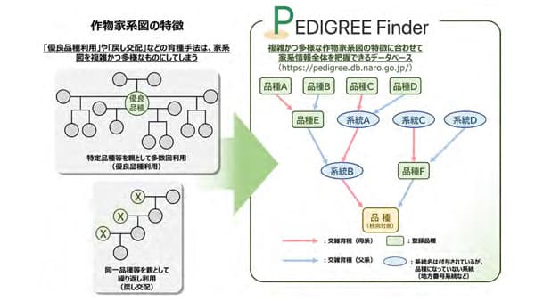 ウェブで使える作物家系図の作成ツール「PedigreeFinder」開発　農研機構