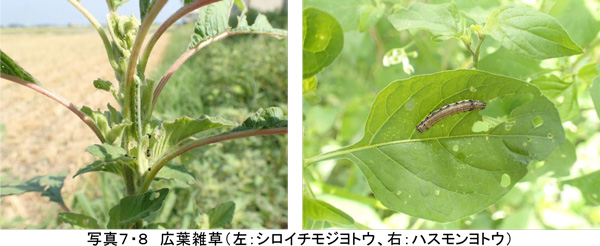 写真7、8：広葉雑草（左：シロイチモジヨトウ、右：ハスモンヨトウ）（提供：埼玉県病害虫防除所）