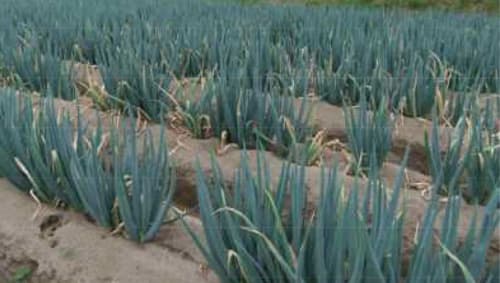 【特殊報】ネギ黒腐菌核病　県内で初めて確認　秋田県