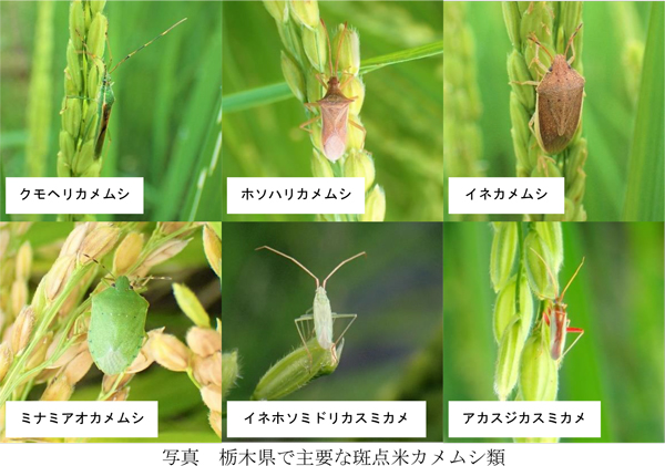 栃木県で主要な斑点米カメムシ類（提供：栃木県農業総合研究センター）
