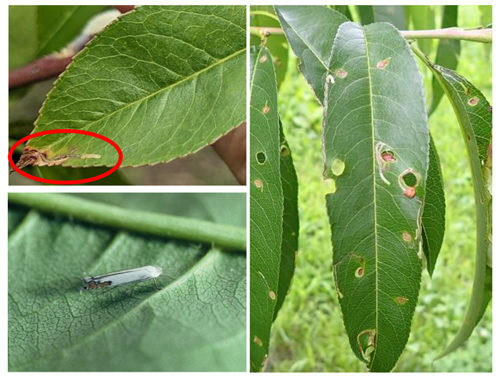 モモハモグリガの被害葉（5月2日撮影）（写真提供：福島県農業総合センター安全農業推進部）（左上）、 モモハモグリガ成虫（写真提供：農業総合センター果樹研究所）（左下）、 複数の寄生を受けたモモ葉（写真提供：農業総合センター果樹研究所）（右）