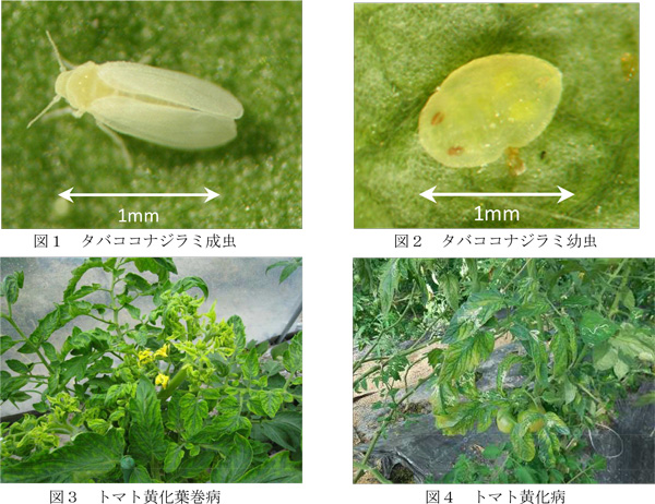 図1：タバココナジラミ成虫、図2：タバココナジラミ幼虫、図3：トマト黄化葉巻病、図4：トマト黄化病（提供：徳島県）