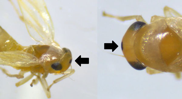 成虫の頭頂部（矢印は特徴である黒点）（写真提供：福岡県農林業総合試験場）