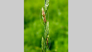 【注意報】斑点米カメムシ類が多発　出穂10～15日前までに除草の徹底を　岩手県