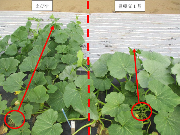 かぼちゃの草姿。赤丸は定植位置、矢印は主枝の伸長方向を示す。
