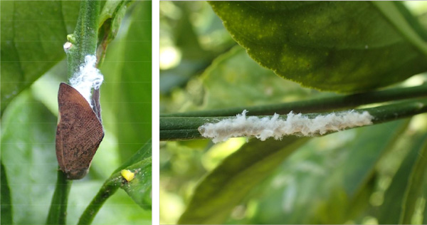 左から、図3：産卵中の雌成虫、図4：産卵痕（提供：愛知県農業総合試験場）