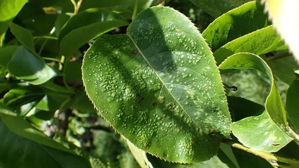 【特殊報】ニホンナシに「ナシハモグリダニ」県内で初めて確認　熊本県