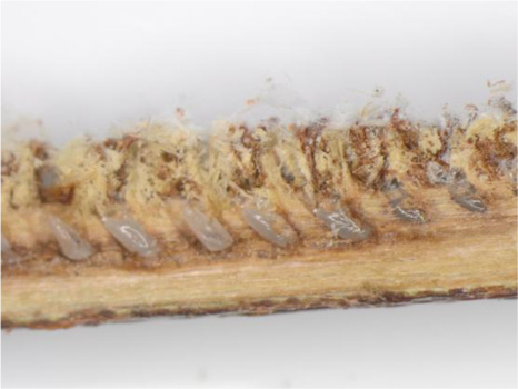 写真5：チュウゴクアミガサハゴロモの卵。人為的に樹皮を除去した状態（提供：岐阜県病害虫防除所）