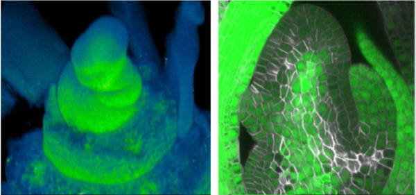 図3：イネのメリステムにおけるフロリゲンの空間的分布。（左）花序メリステムとその周辺領域におけるフロリゲンの分布、（右）一細胞解像度で可視化したメリステム内部のフロリゲンの分布