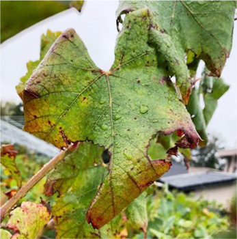 図1：葉裏側への葉巻症状（2018年9月）（提供：愛知県農業総合試験場）